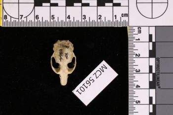 Media type: image;   Mammalogy 56101 Description: Image of skeleton specimen - dorsal skull view. Detailed image of the skull of the skeleton specimen.;